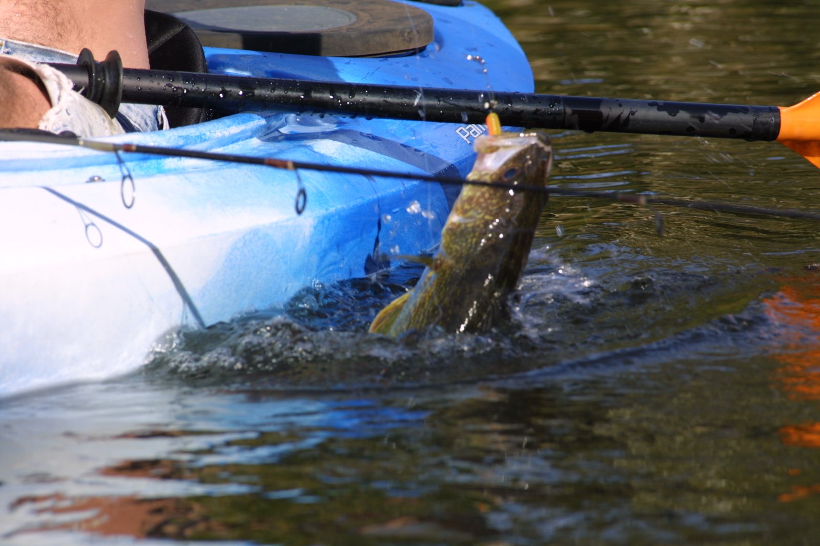 A close-up of an angler holding a smallmouth bass in the mist.