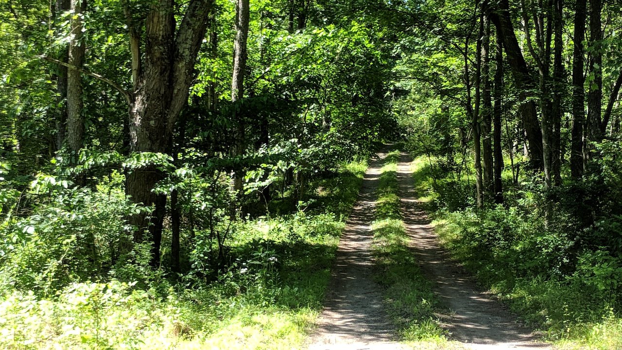 A sunlit dirt lane through the summer forest.