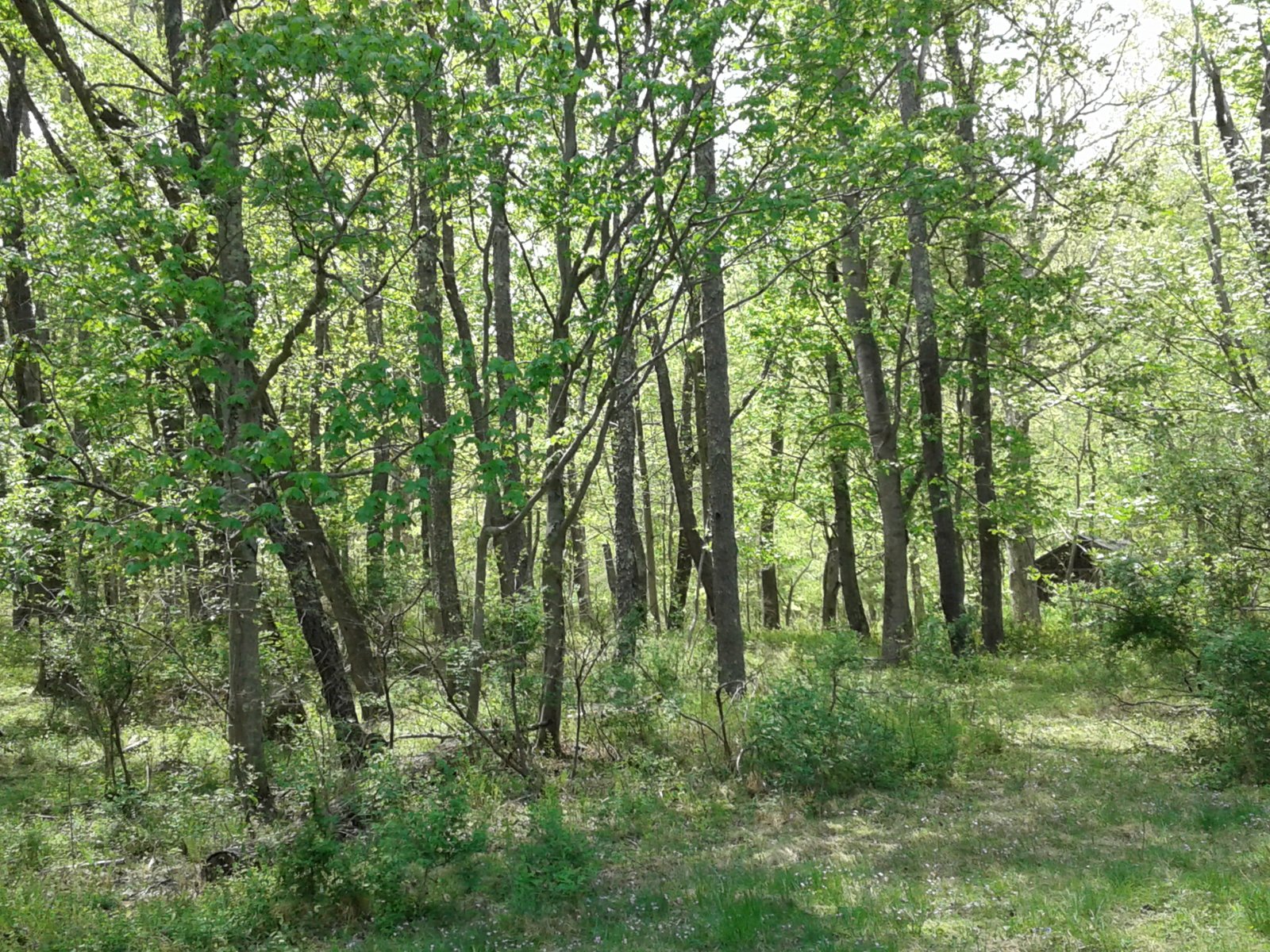 Green forest lit by evening sun.