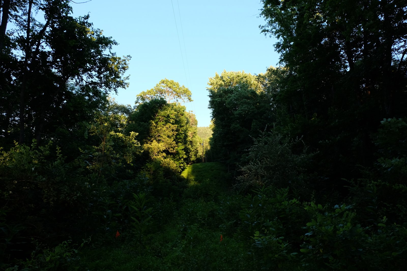 Sunset light filtering through the forest onto a grassy clearing.