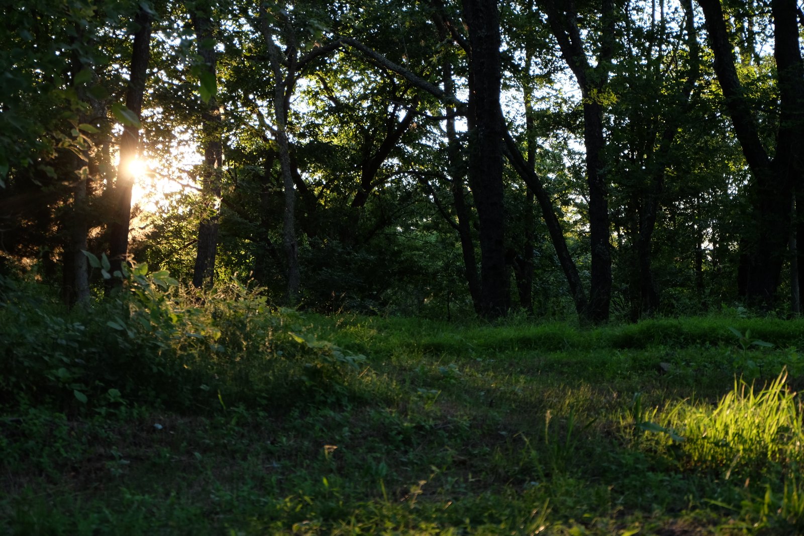 A quiet forest hillside at dusk.