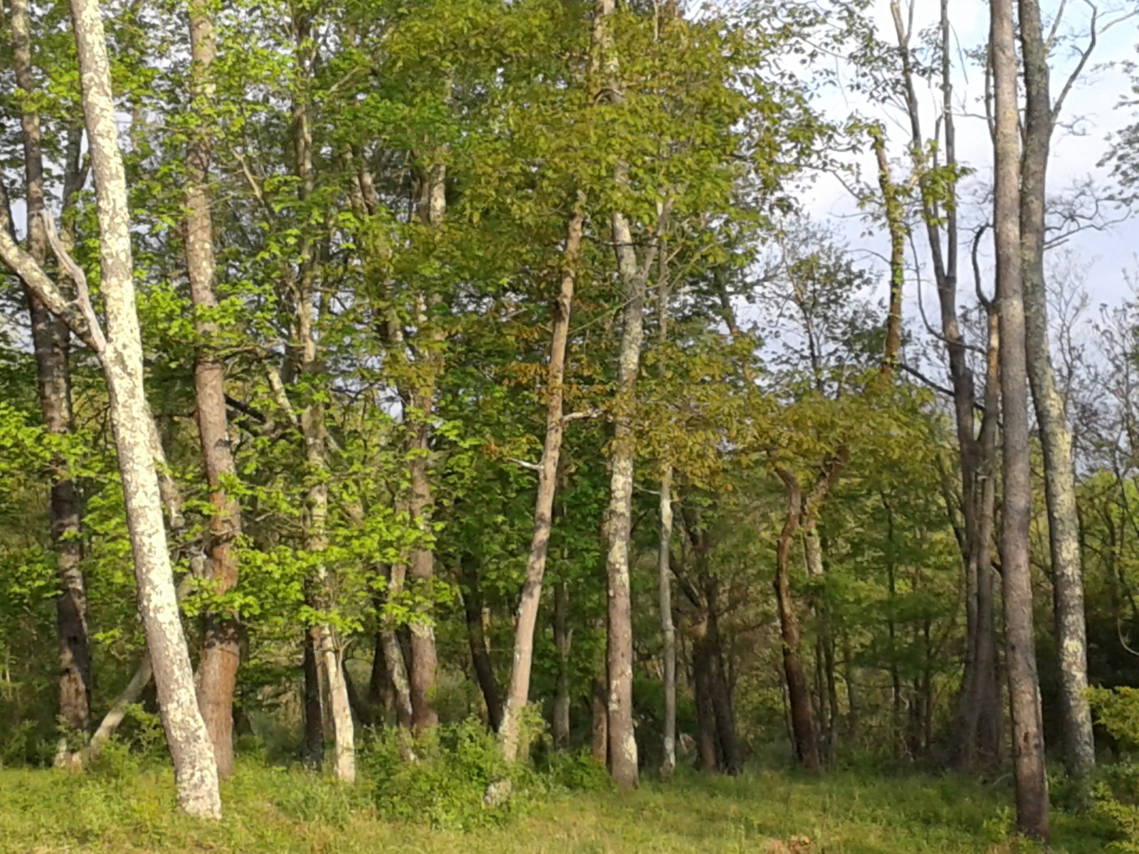 Lush green summer forest on the property.