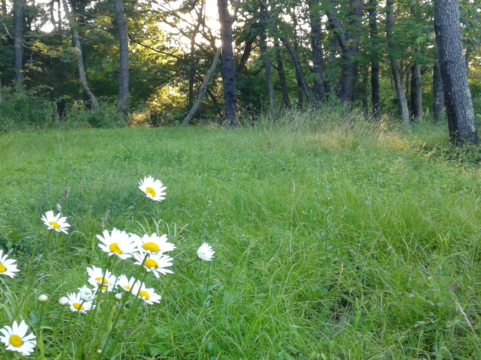 Green forest on the property.