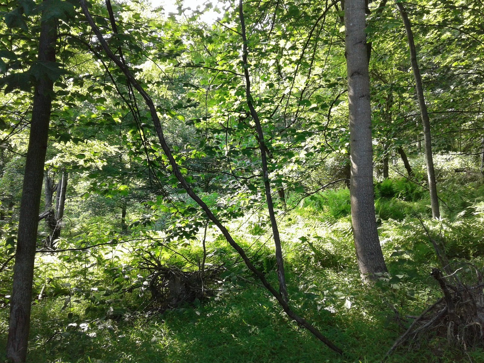 Sunlight through the summer canopy.