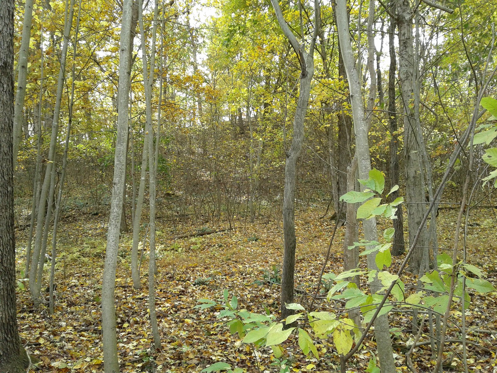 A late autumn view of the property in November.
