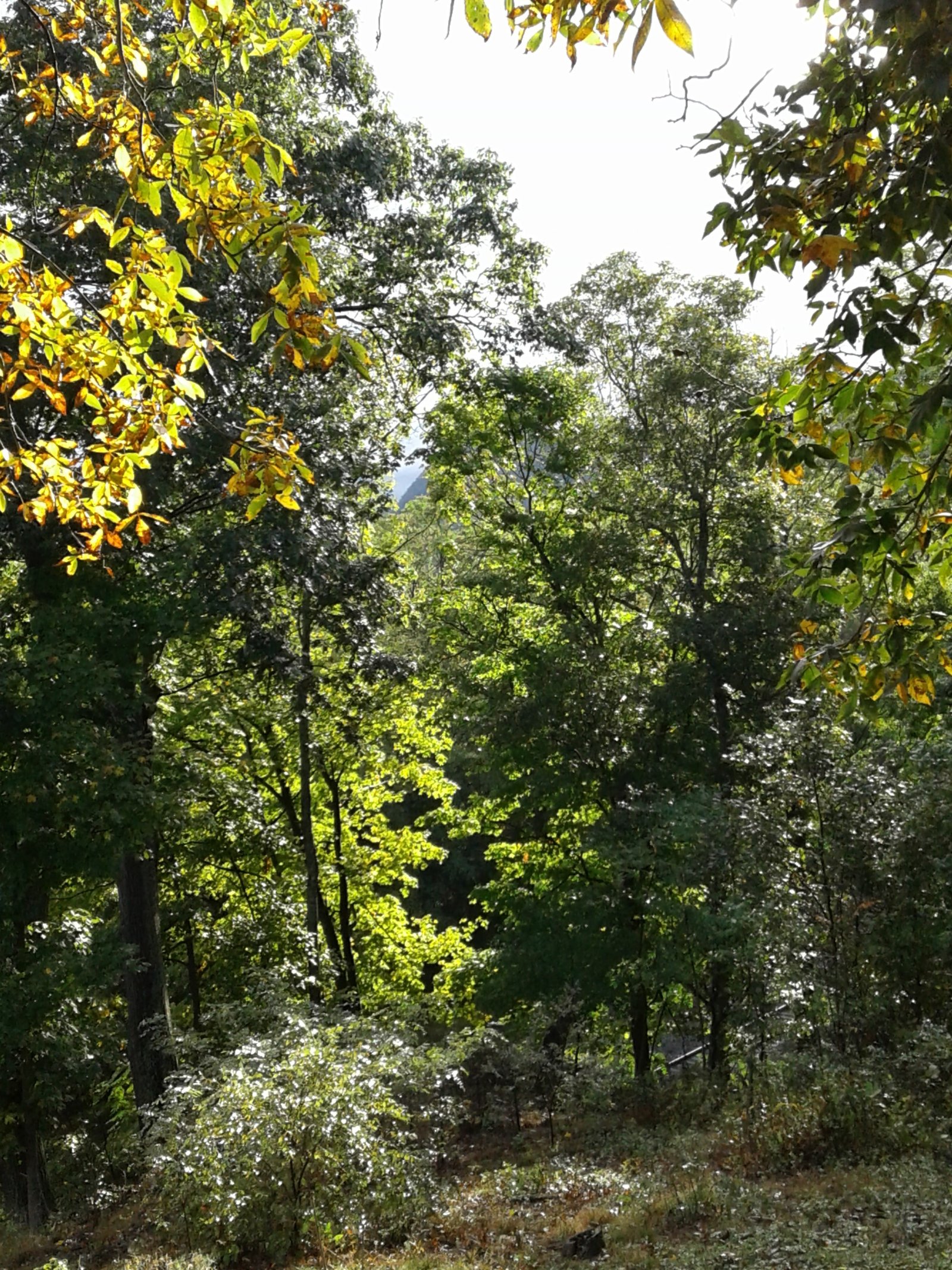 A November view of the forest and valley.