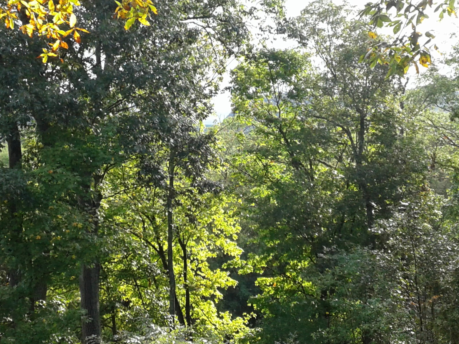 A November forest scene on the property.