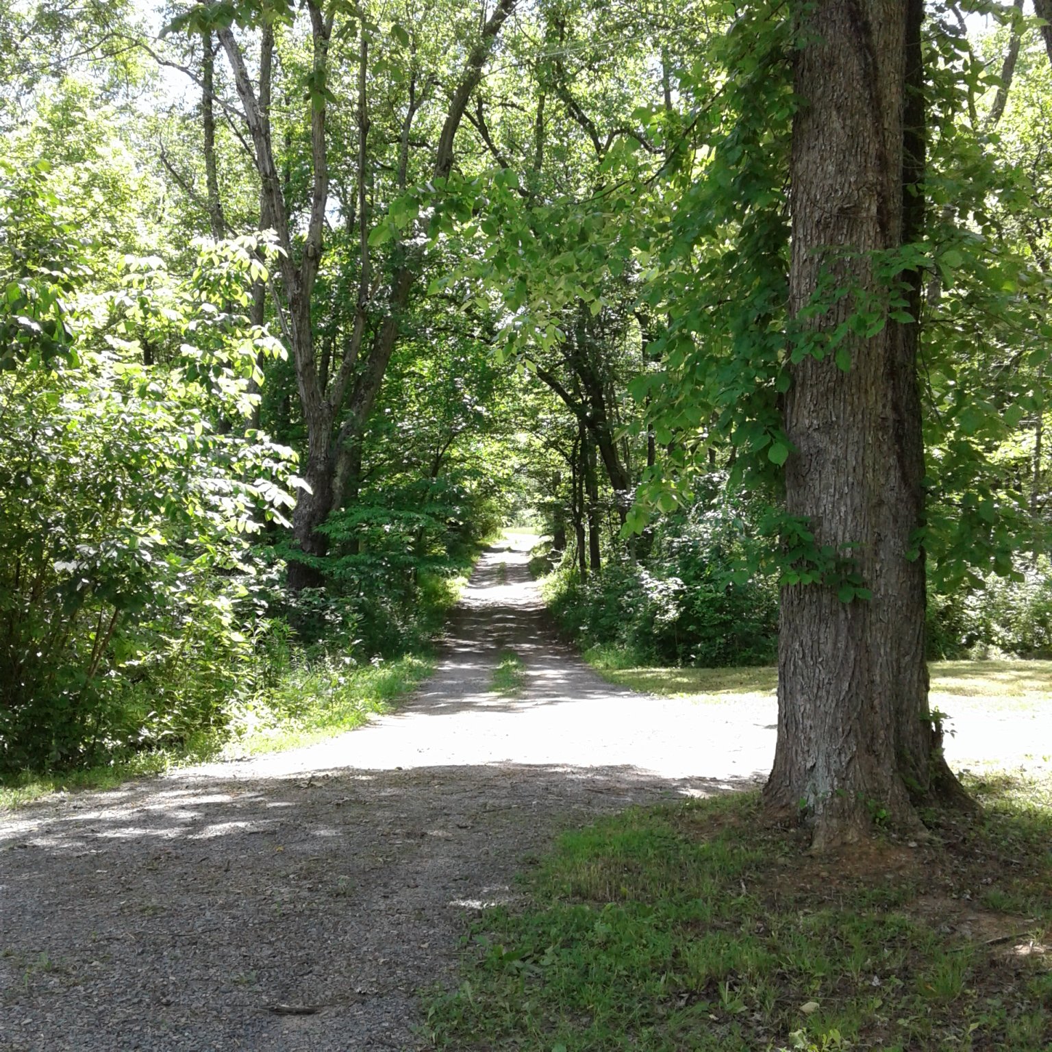 Dappled sunlight through the summer forest.