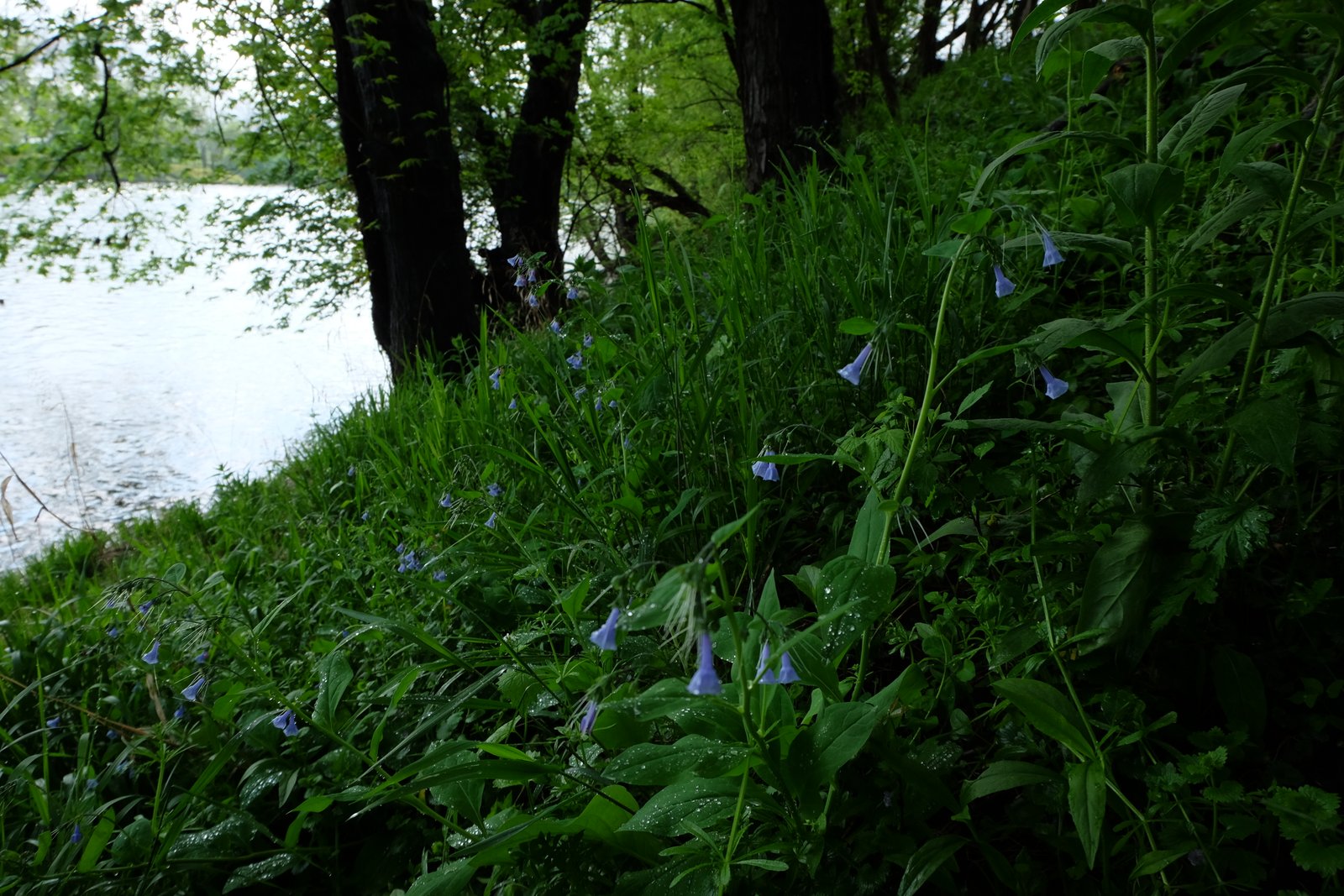 Virginia bluebells blooming along the riverbank.