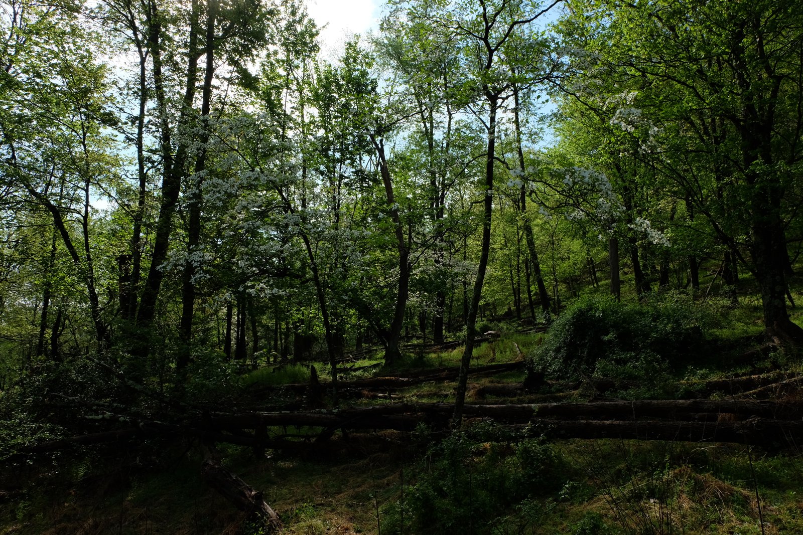 Spring wildflowers and green forest along the property.