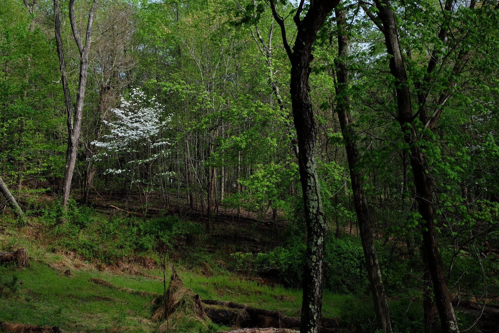 Green spring forest along the riverbank.