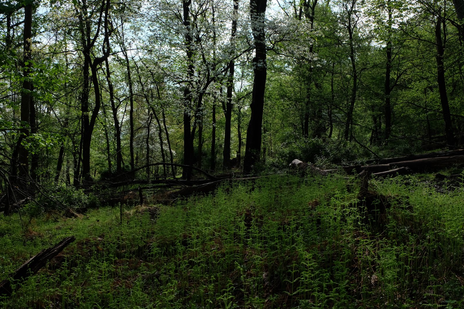 A spring woodland scene on the property.