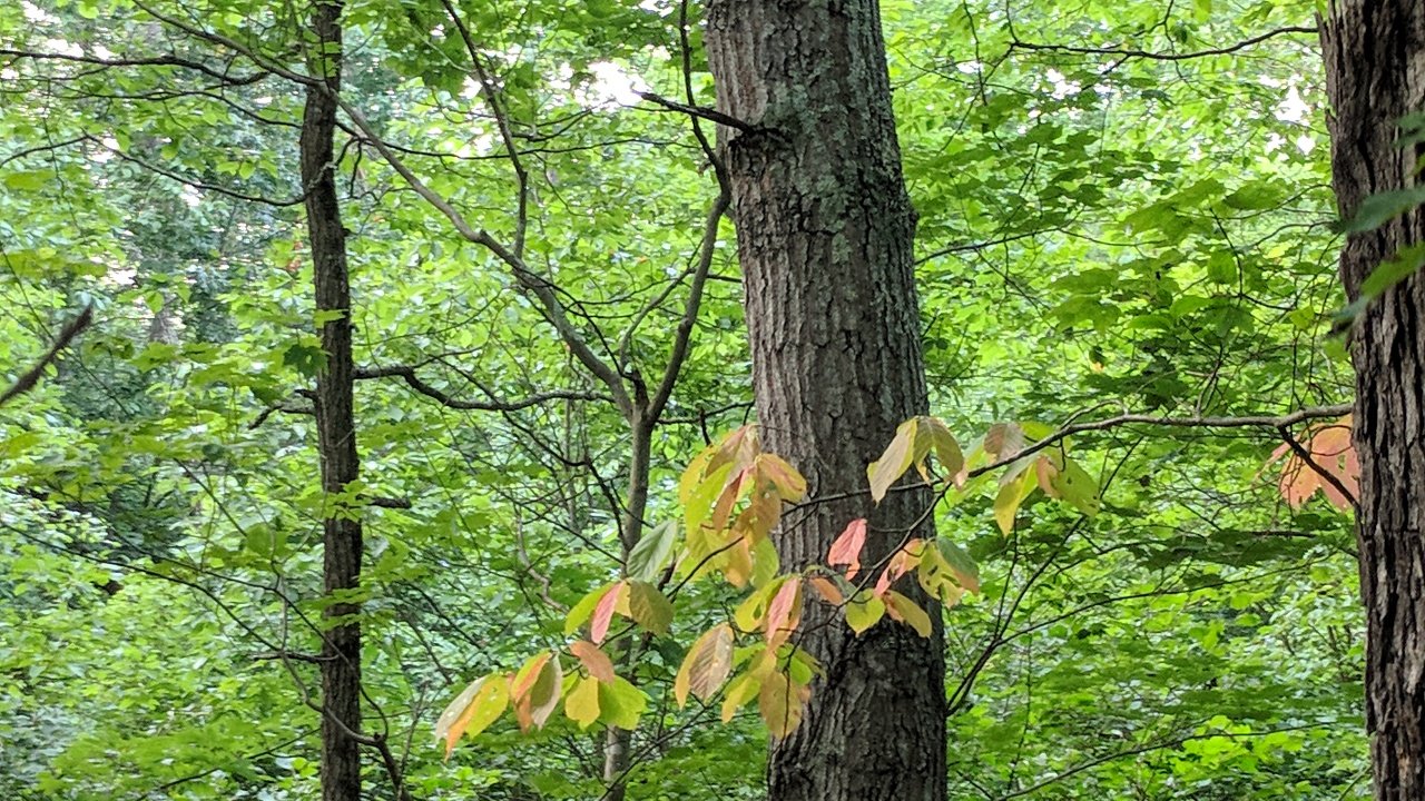 A summer view along the riverbank.