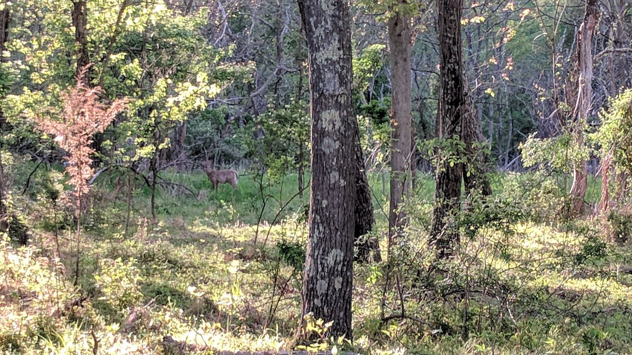 A wide view over the forested valley.