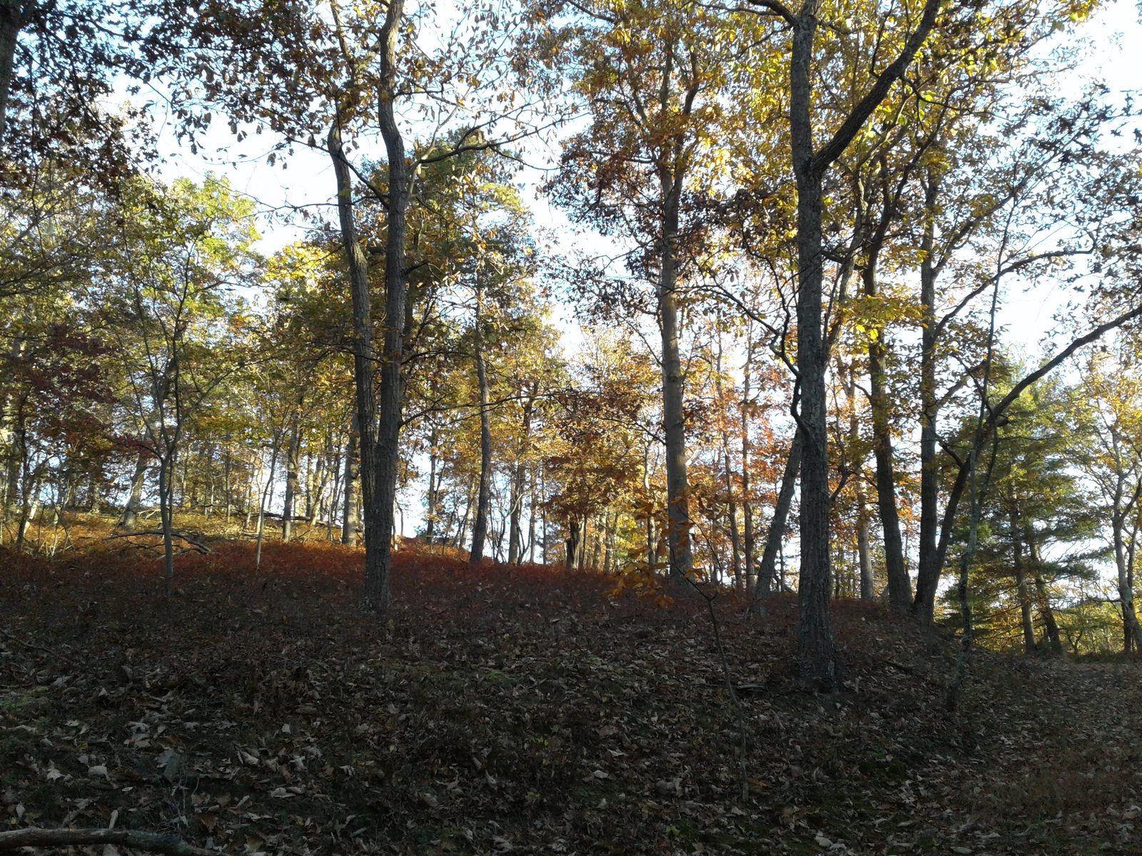 Colorful autumn foliage in the forest.