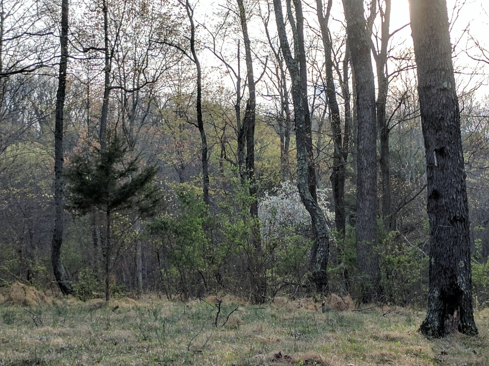 A dogwood tree blooming white in the spring forest.