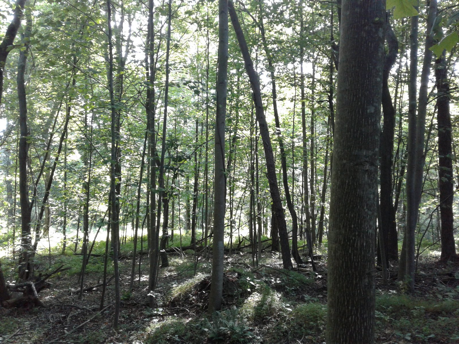 Sunlit summer forest on the property.