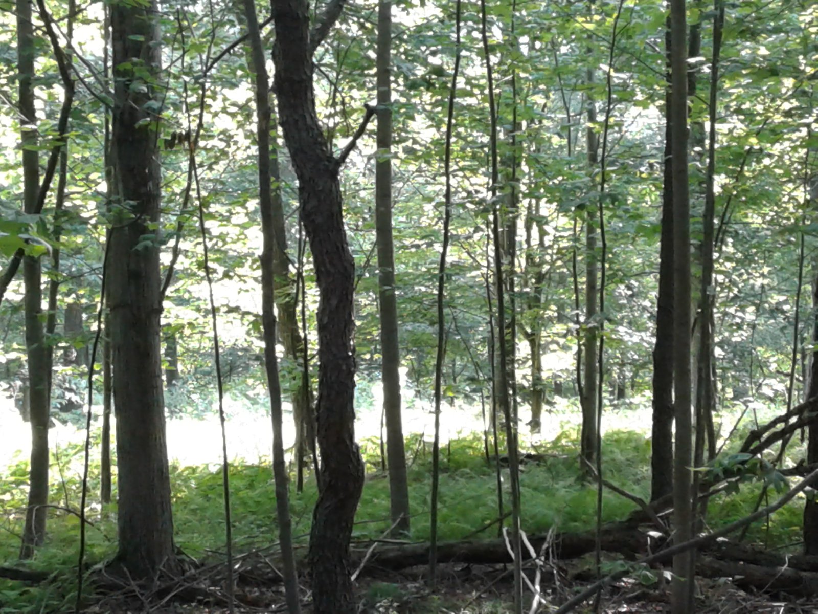 Evening sunlight filtering through the forest.
