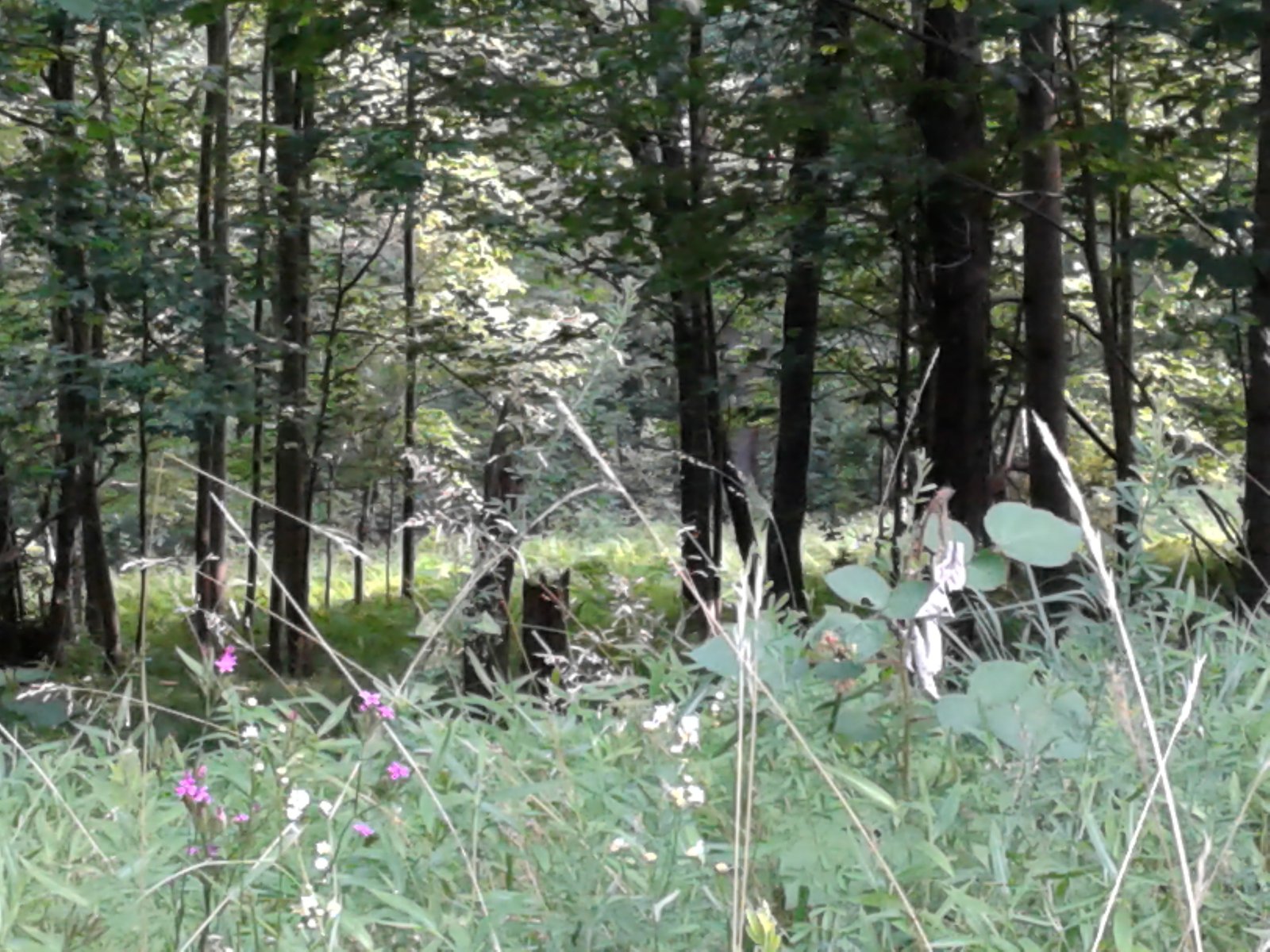 Late day sun in the summer forest.