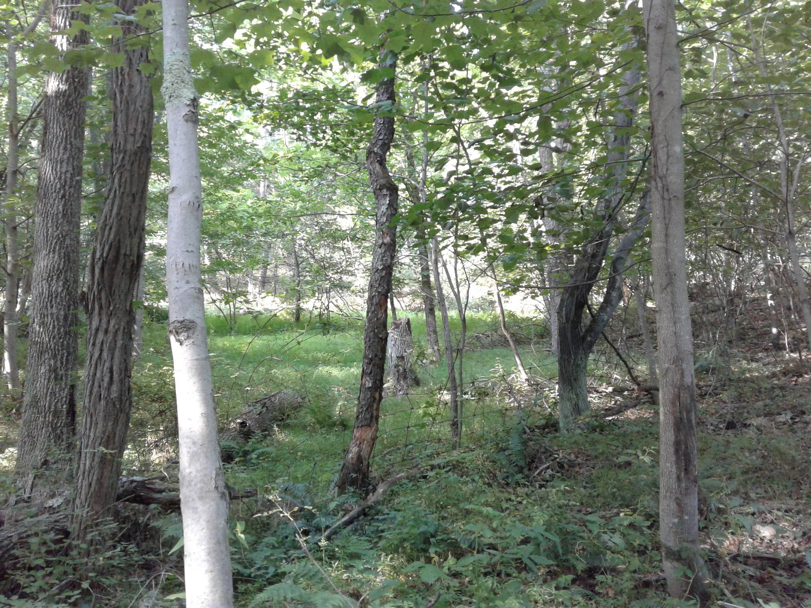 Sunlit summer forest canopy.