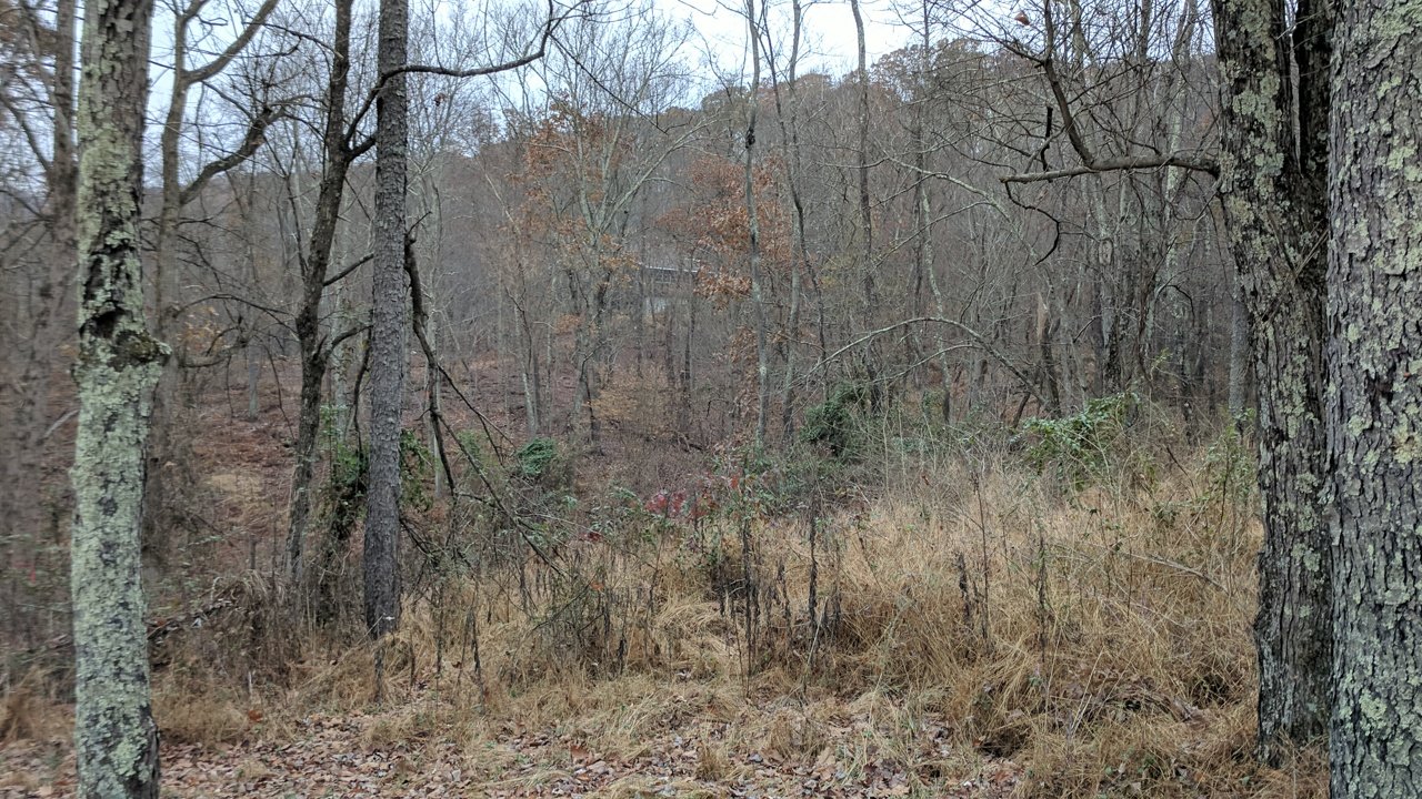 The home and studio seen through the bare woods.
