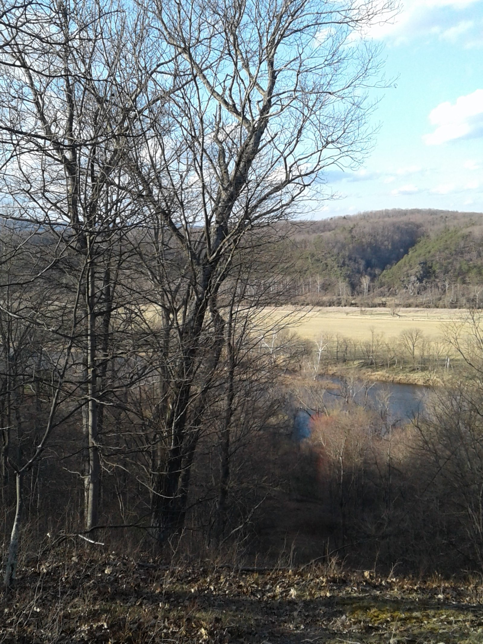 A bare-branched valley view under a clear sky.