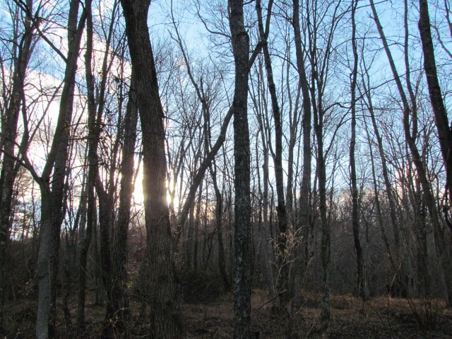 Bare trees overlooking green fields and the river.