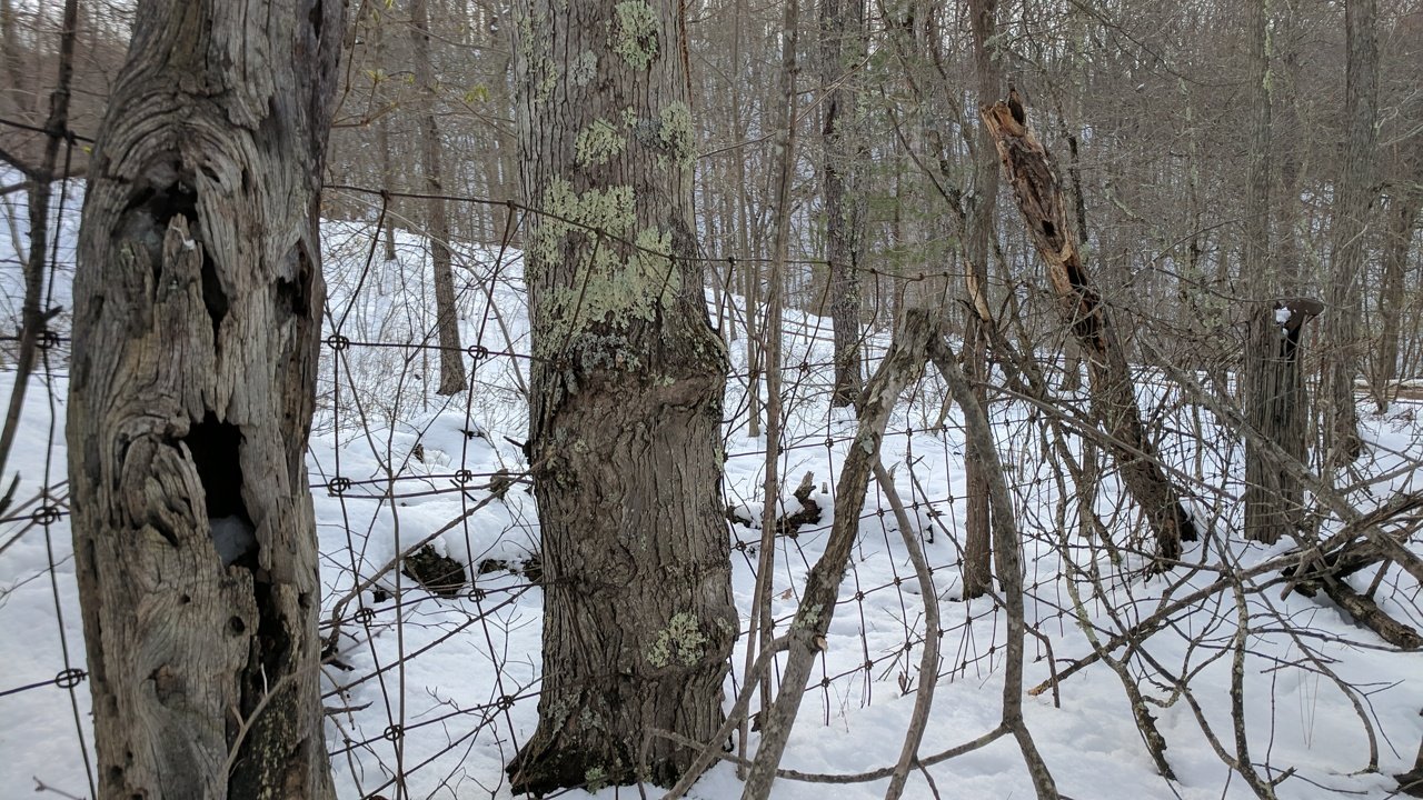 A snow-covered field bordered by bare trees.