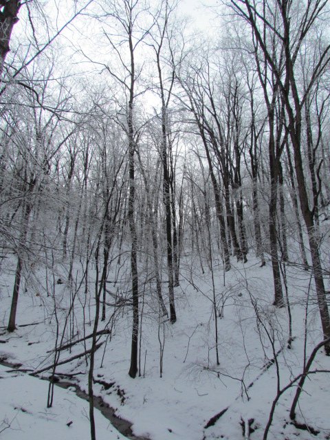 Fresh snow blanketing the forest floor.