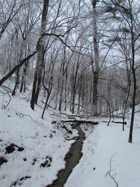 A snow-covered stream bed among frosted trees.