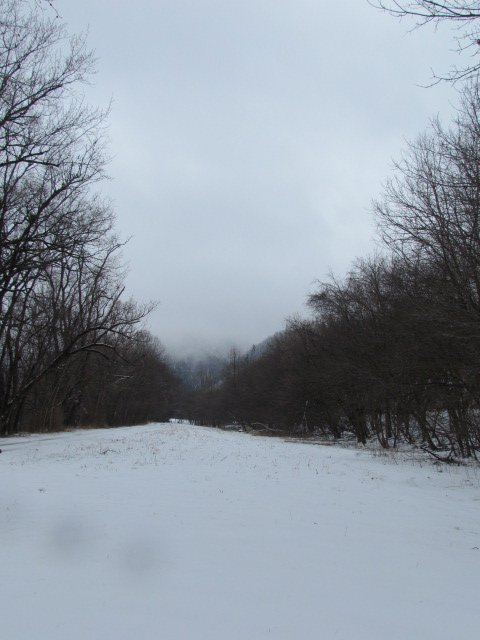 A misty snow-covered lane between the trees.