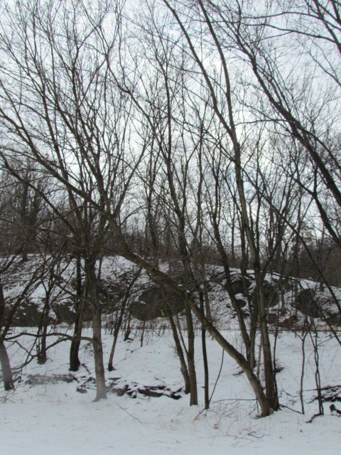 Bare trees on a snow-covered hillside.
