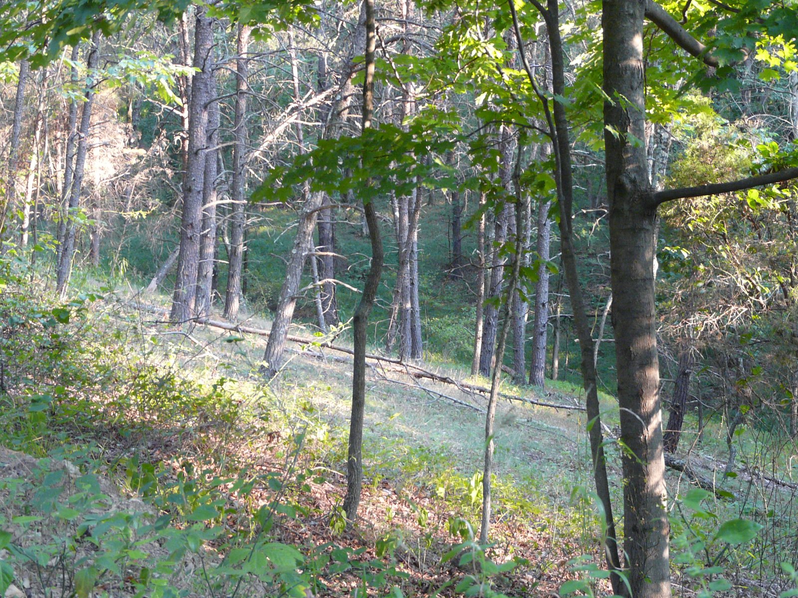 A sunlit dirt lane through the summer forest.