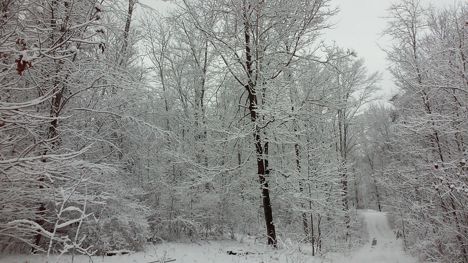 Fresh snow coating every branch of the forest.