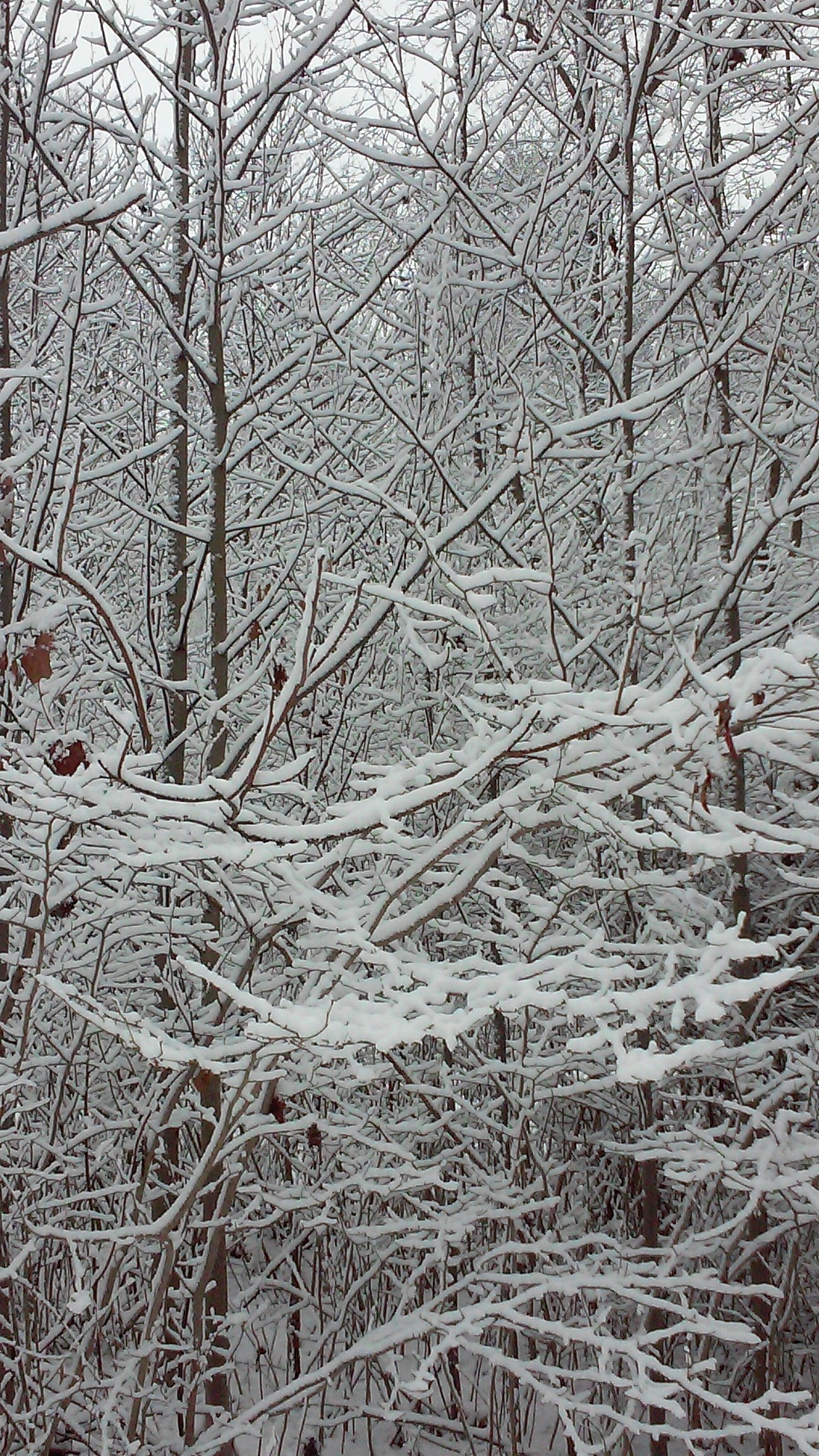 Close-up of snow-laden branches.