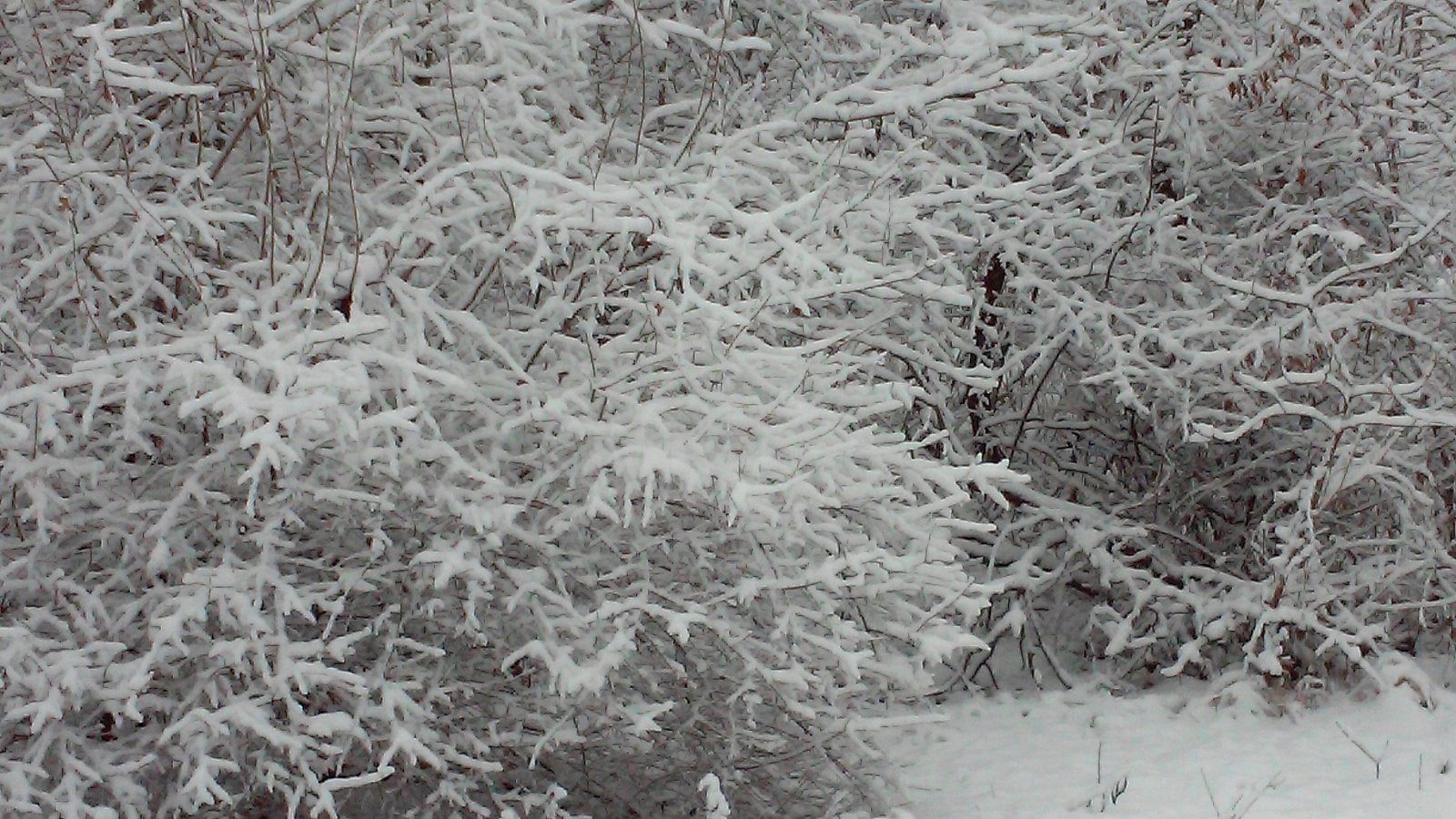 A dense thicket coated in fresh snow.
