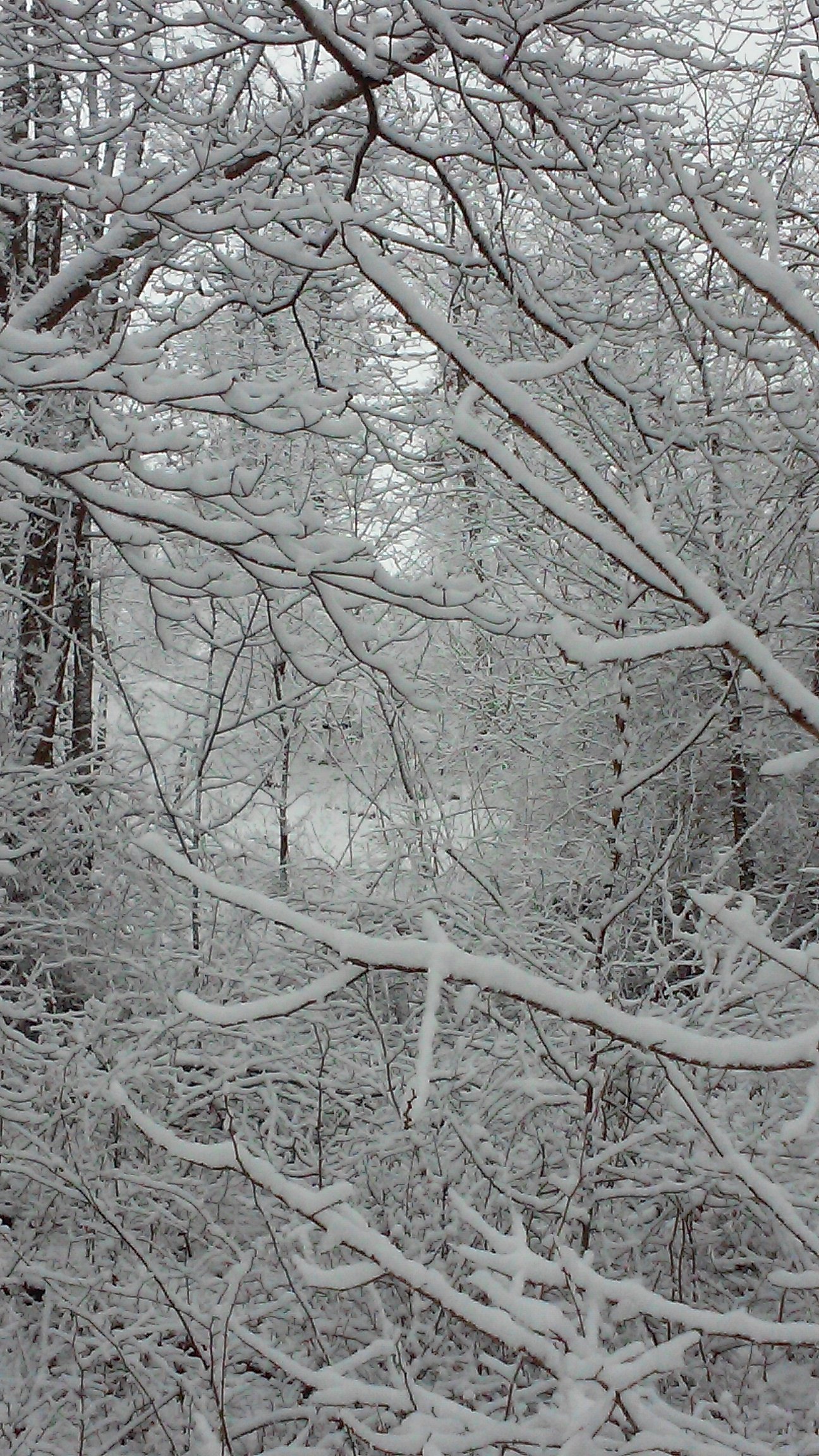 Snow-covered branches framing the forest.