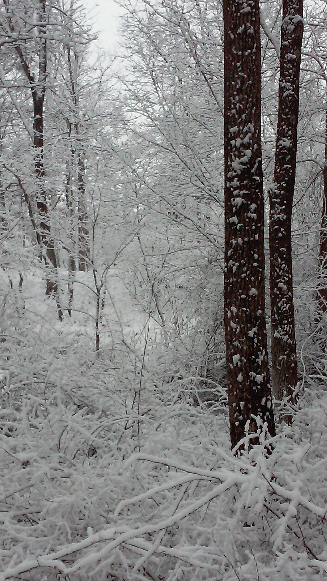 Heavy snow blanketing the forest.