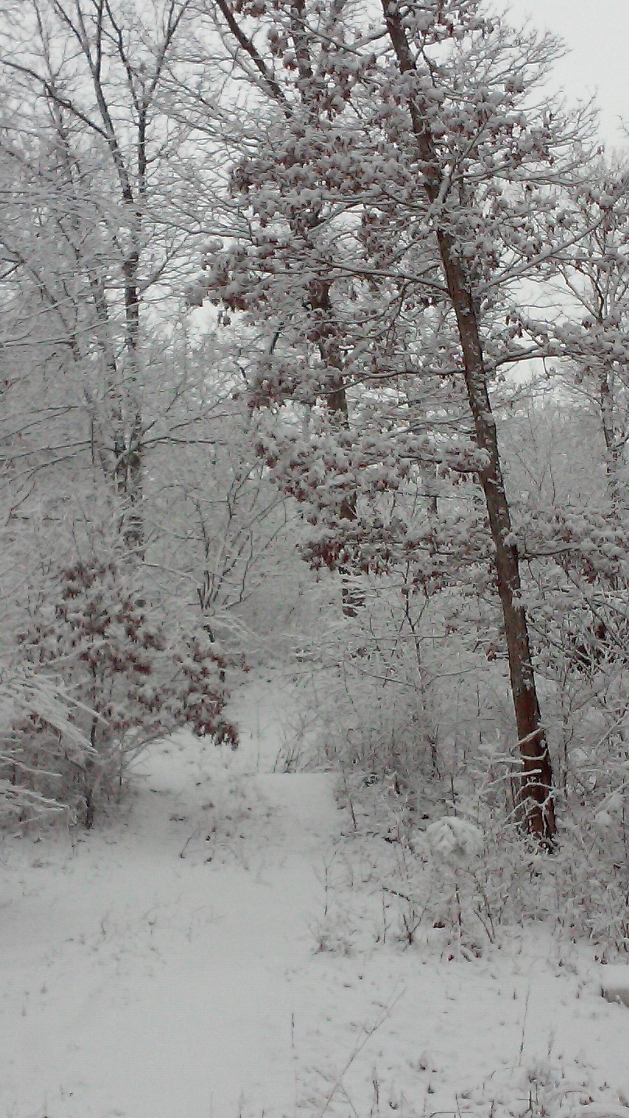 A snow-draped forest scene.