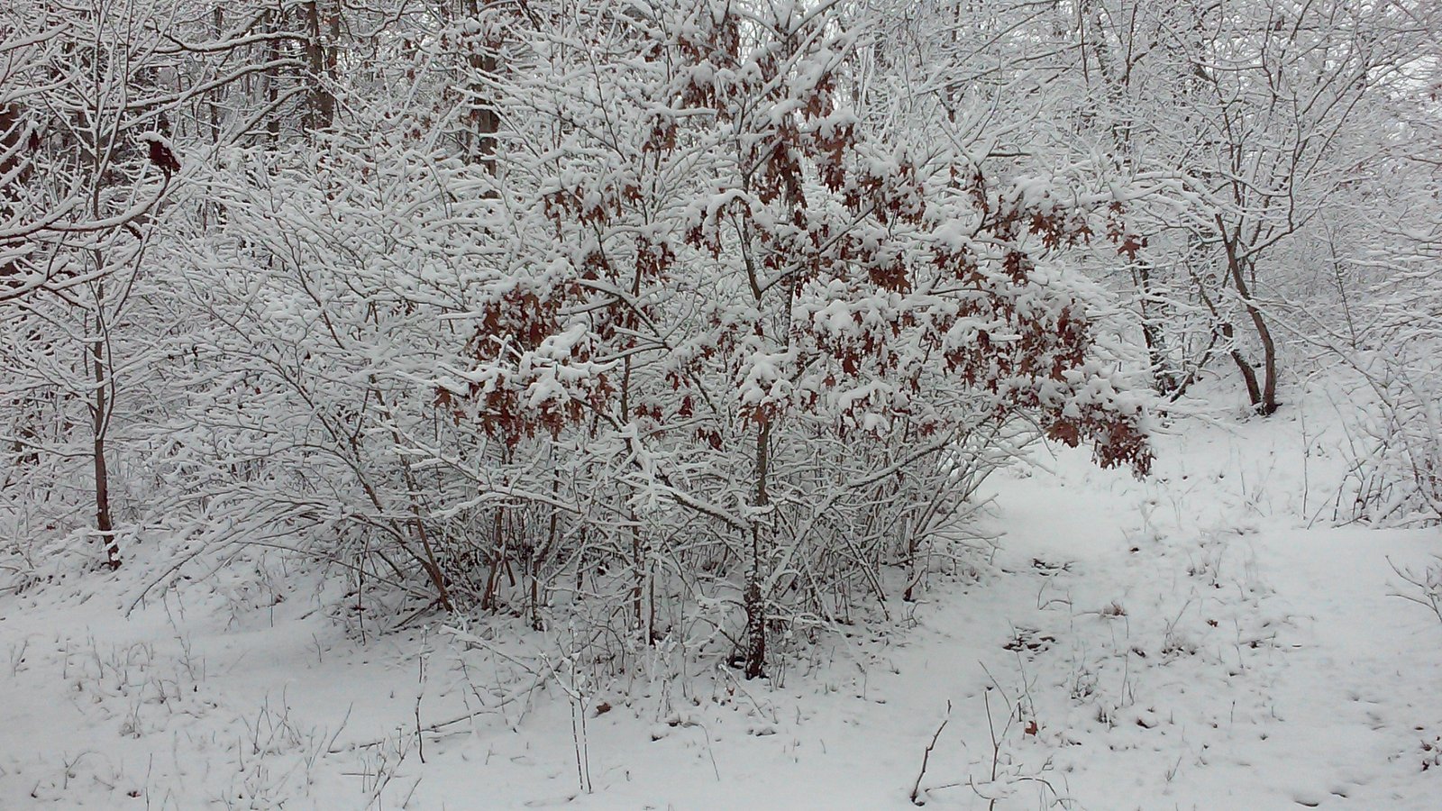 Fresh snow along the hillside.