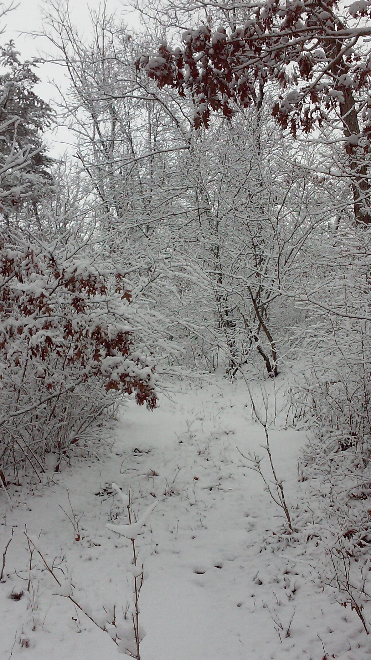 A quiet snowy morning in the woods.