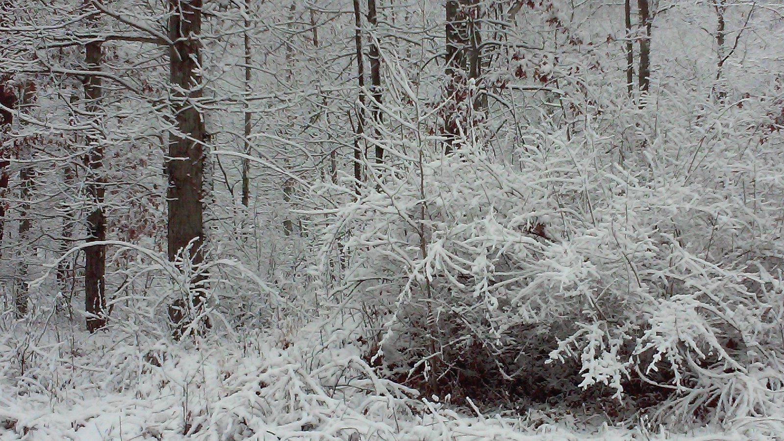 Snow-covered branches against a pale sky.