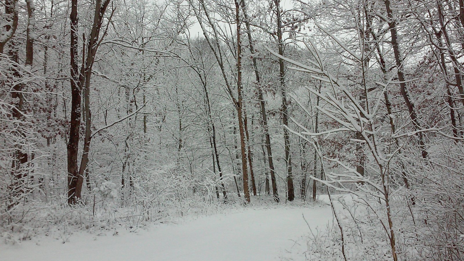 A snowy forest path leading into the woods.
