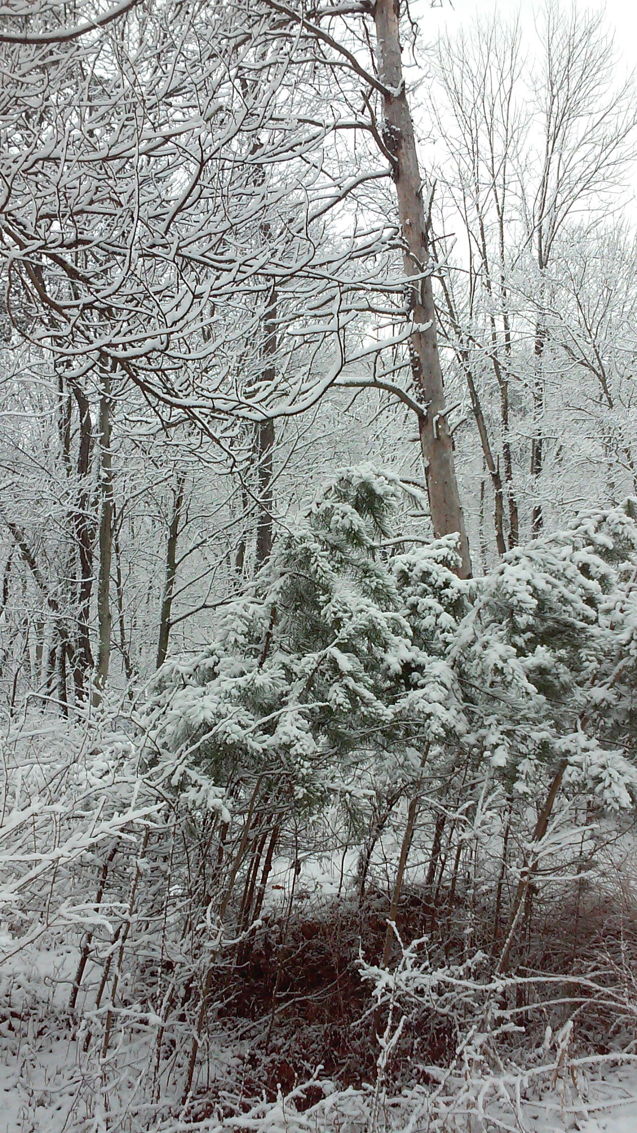 Ice and snow coating the forest branches.