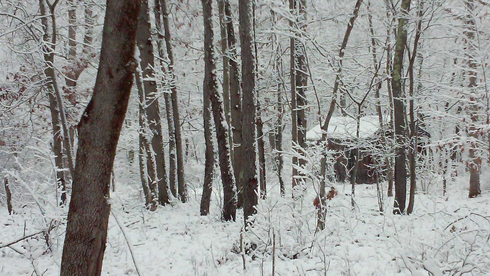 Heavy snow on the forest canopy.
