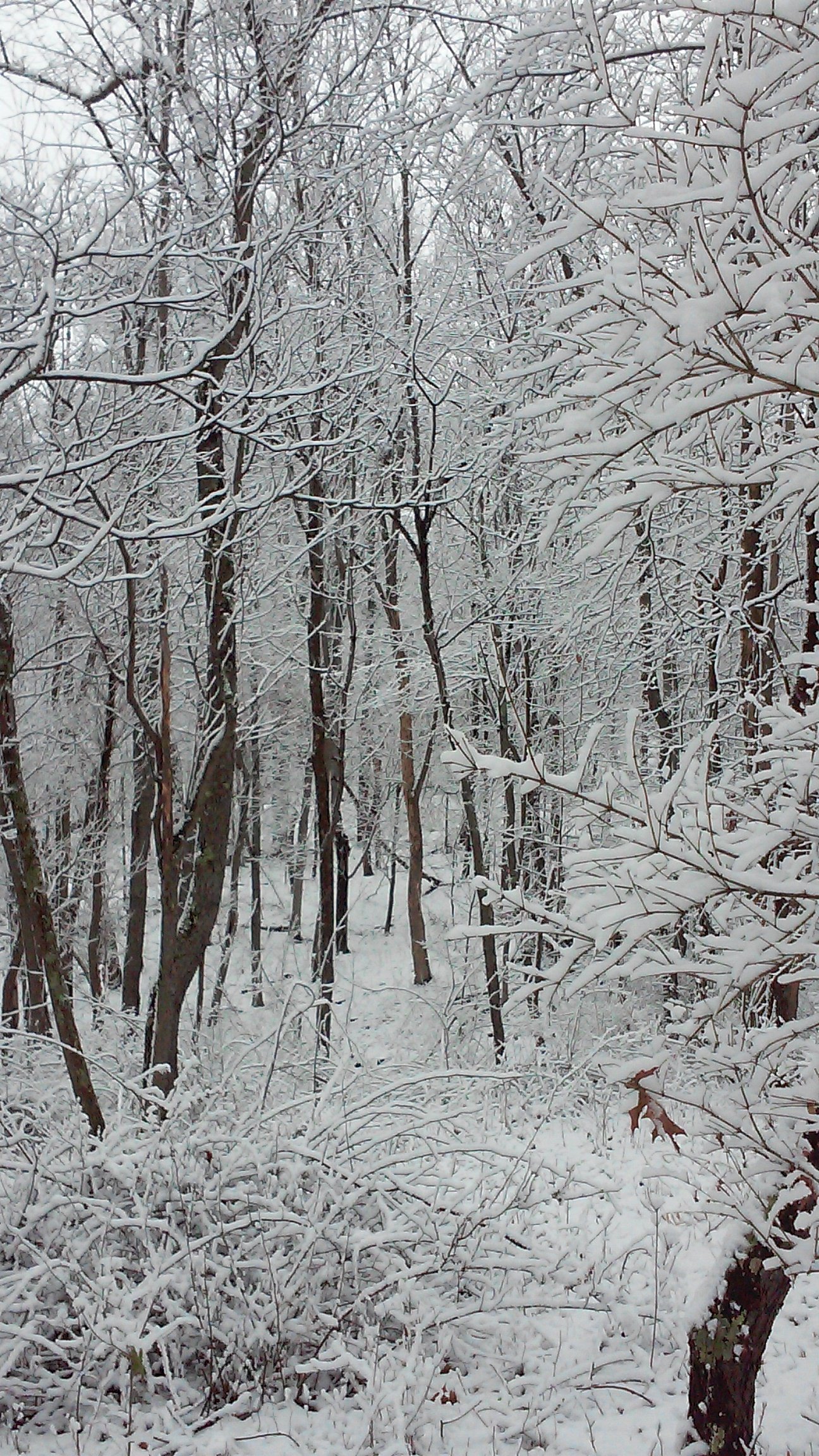 A snowy forest clearing.