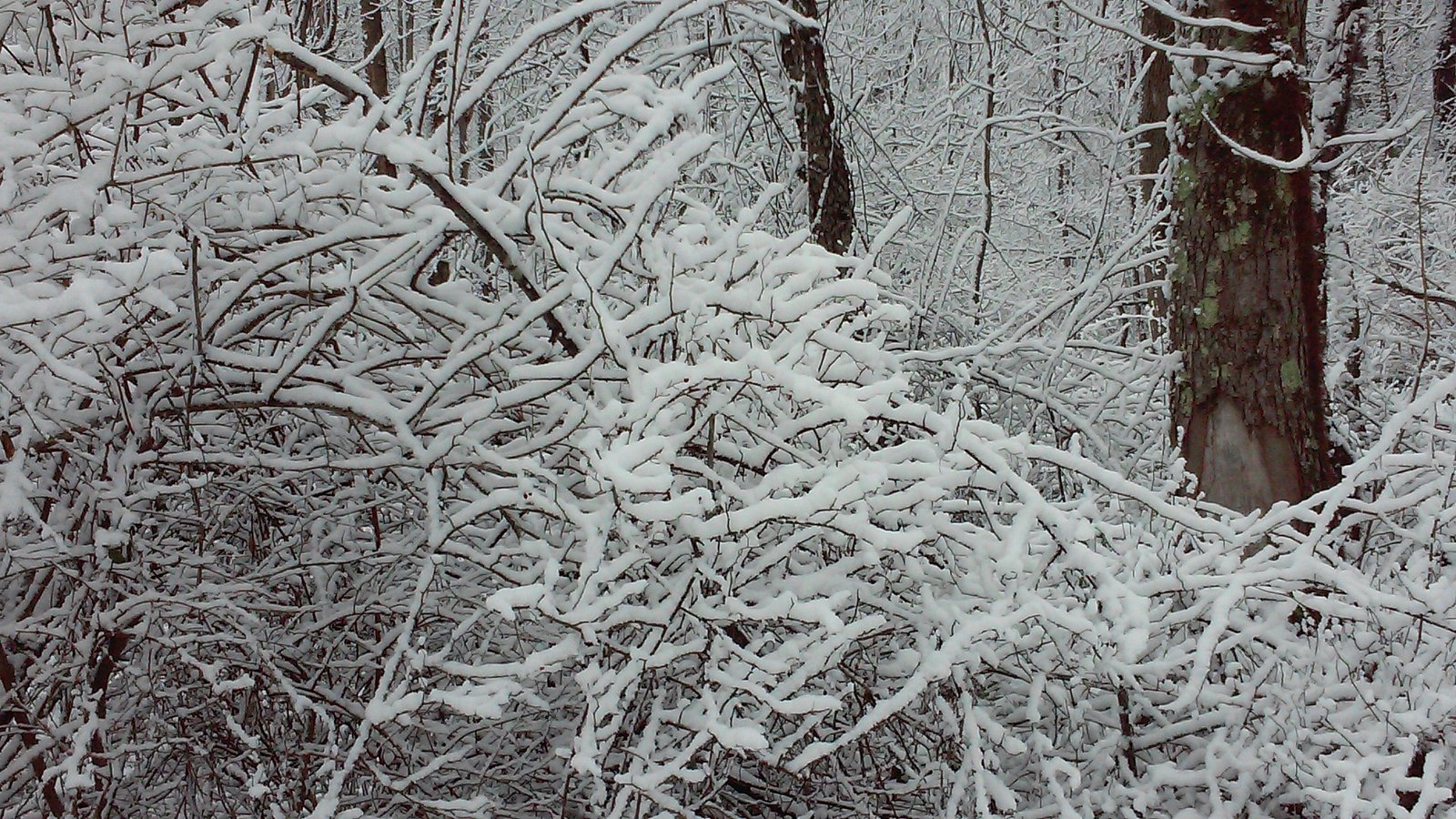 Snow-covered branches framing a forest view.