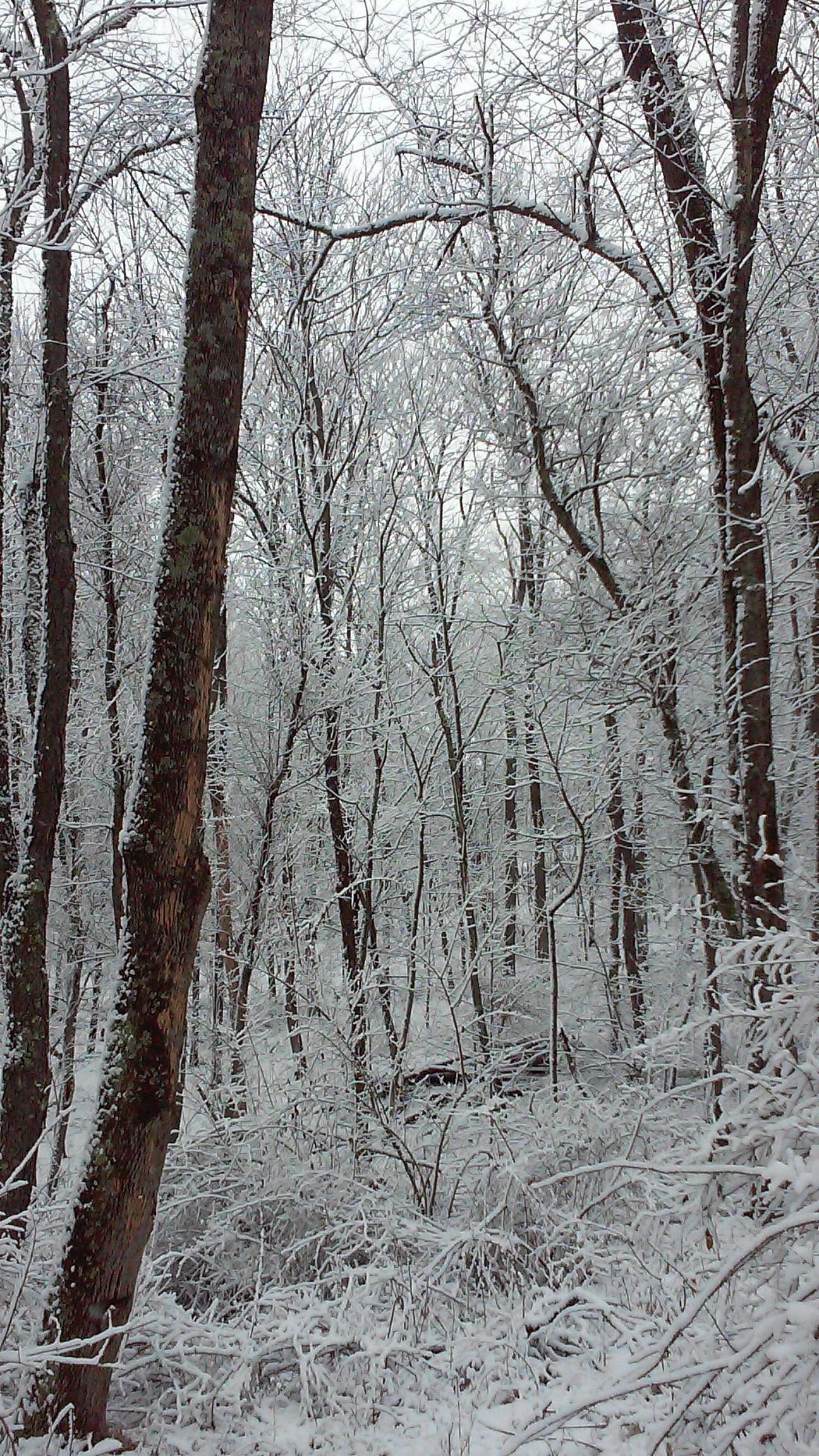 Fresh snowfall over the woods.
