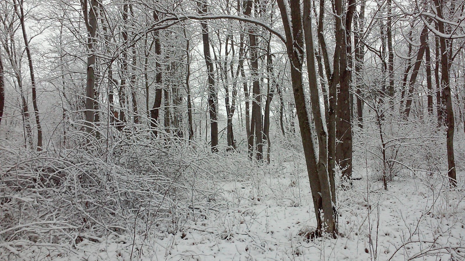 Heavy snow bending the forest branches.
