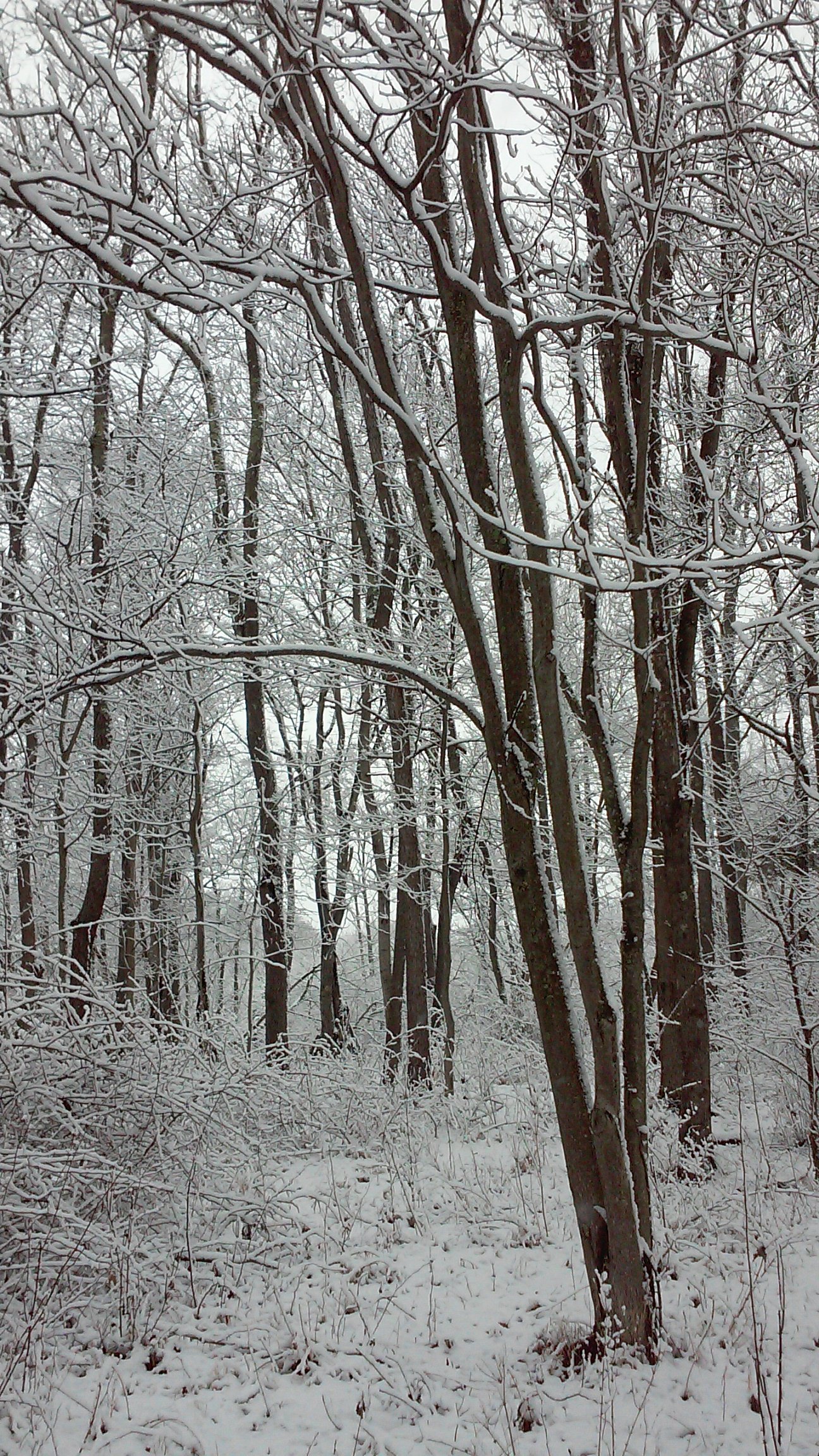 A snow-covered forest understory.